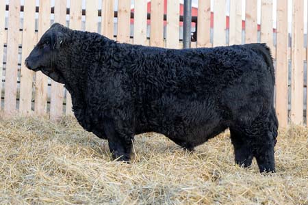 Yearling Bull